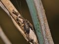 Arachnocephalus vestitus